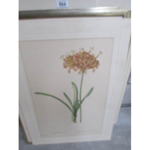 664 - 6 framed and glazed botanical prints