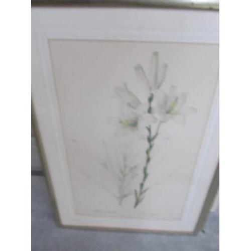 664 - 6 framed and glazed botanical prints