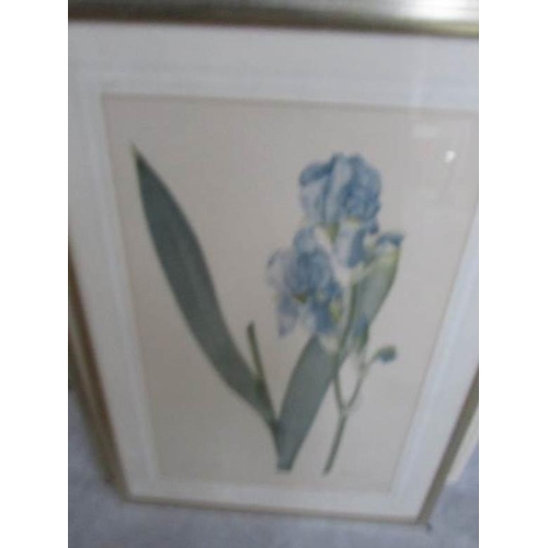 664 - 6 framed and glazed botanical prints