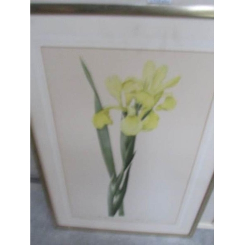 664 - 6 framed and glazed botanical prints