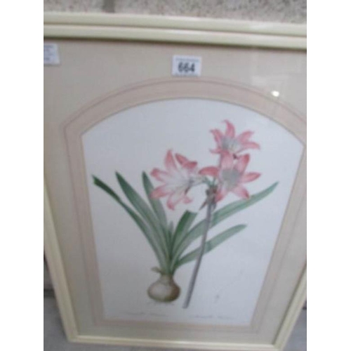 664 - 6 framed and glazed botanical prints