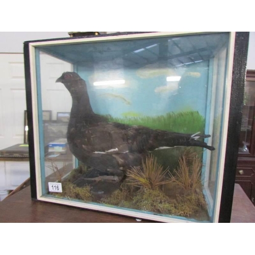 116 - Taxidermy - a cased black pheasant