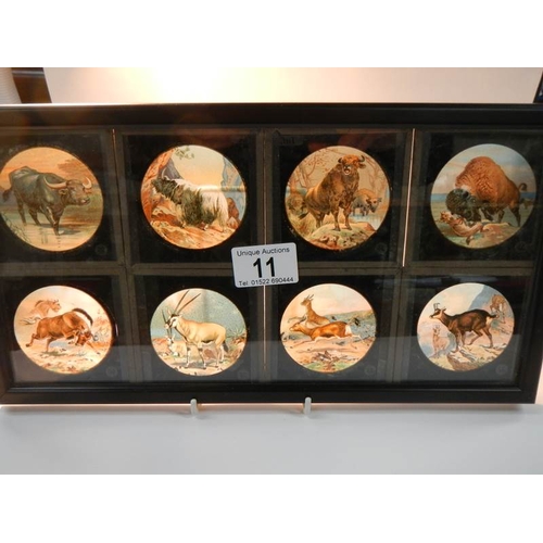 11 - A set of 8 coloured magic lantern slides depicting wild animals No.s 33 - 40, in good condition.