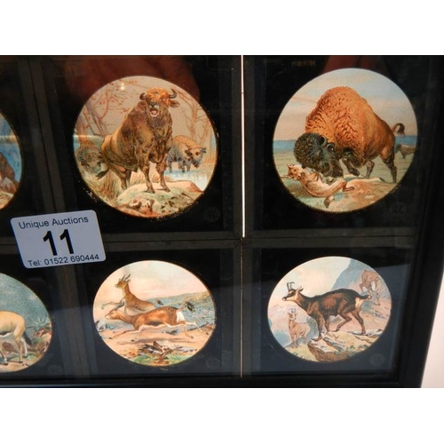 11 - A set of 8 coloured magic lantern slides depicting wild animals No.s 33 - 40, in good condition.