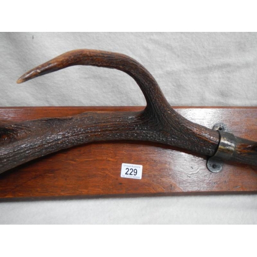 229 - Taxidermy = a set of deer antlers mounted on wooden plaque.