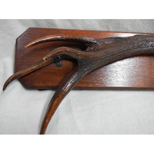 229 - Taxidermy = a set of deer antlers mounted on wooden plaque.