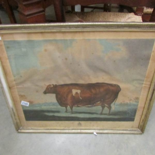 2388 - A framed and glazed print entitled 'The Unrivalled Lincolnshire Heifer' printed by Thomas Waver.