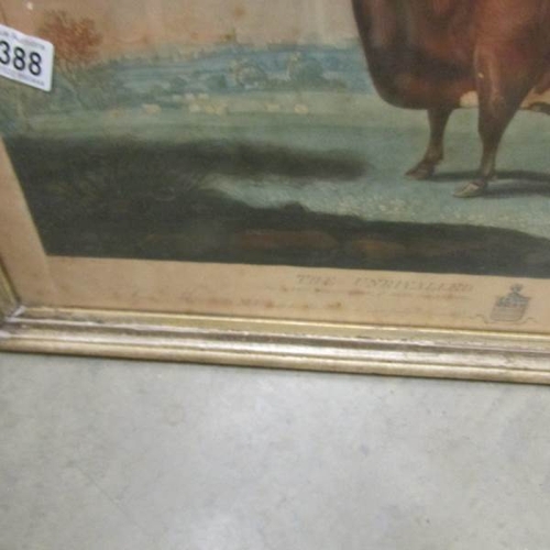 2388 - A framed and glazed print entitled 'The Unrivalled Lincolnshire Heifer' printed by Thomas Waver.