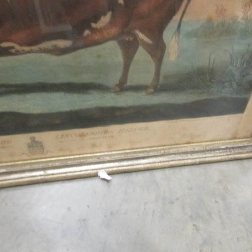 2388 - A framed and glazed print entitled 'The Unrivalled Lincolnshire Heifer' printed by Thomas Waver.