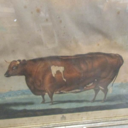 2388 - A framed and glazed print entitled 'The Unrivalled Lincolnshire Heifer' printed by Thomas Waver.