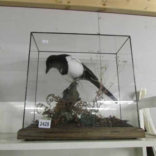 2428 - Taxidermy - a cased magpie.