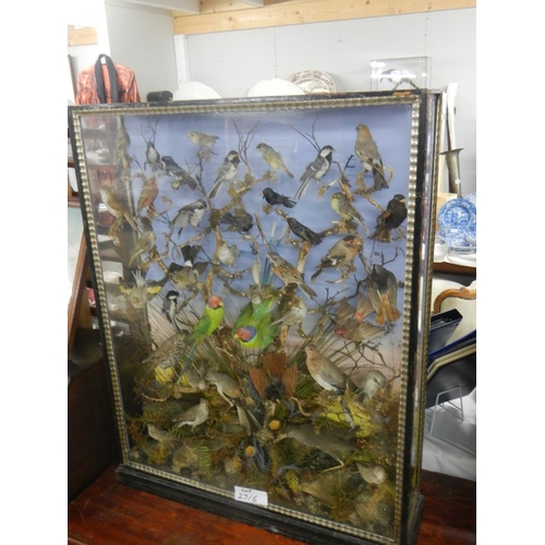 2721 - A large case of over 35 birds in good order case 32'' x 40''