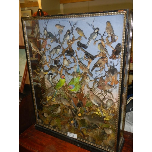 2721 - A large case of over 35 birds in good order case 32'' x 40''