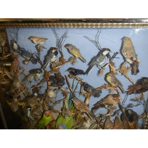 2721 - A large case of over 35 birds in good order case 32'' x 40''