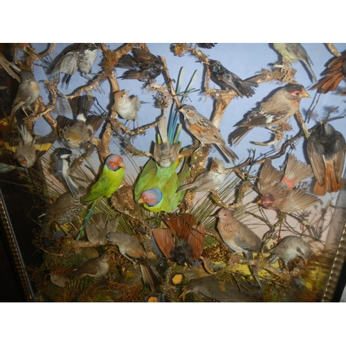 2721 - A large case of over 35 birds in good order case 32'' x 40''