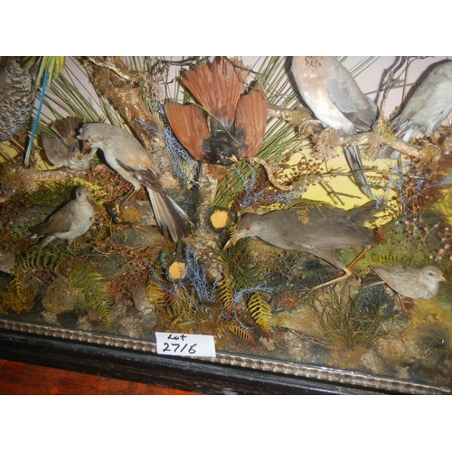 2721 - A large case of over 35 birds in good order case 32'' x 40''