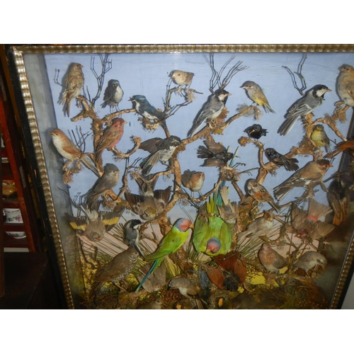 2721 - A large case of over 35 birds in good order case 32'' x 40''