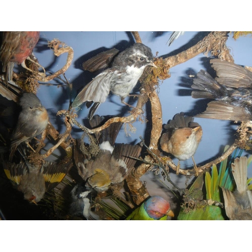 2721 - A large case of over 35 birds in good order case 32'' x 40''