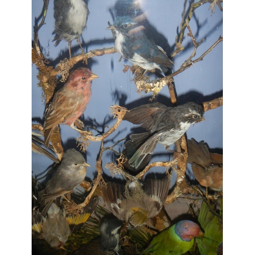 2721 - A large case of over 35 birds in good order case 32'' x 40''