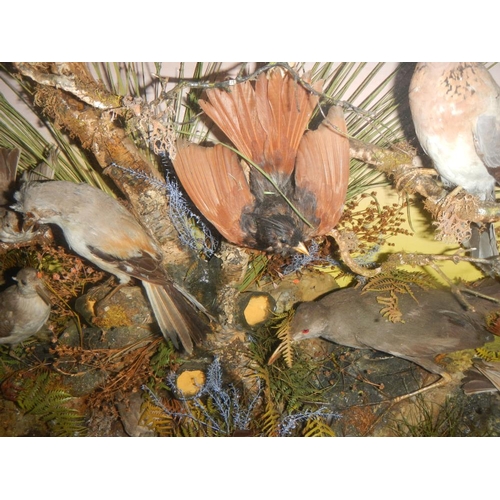 2721 - A large case of over 35 birds in good order case 32'' x 40''