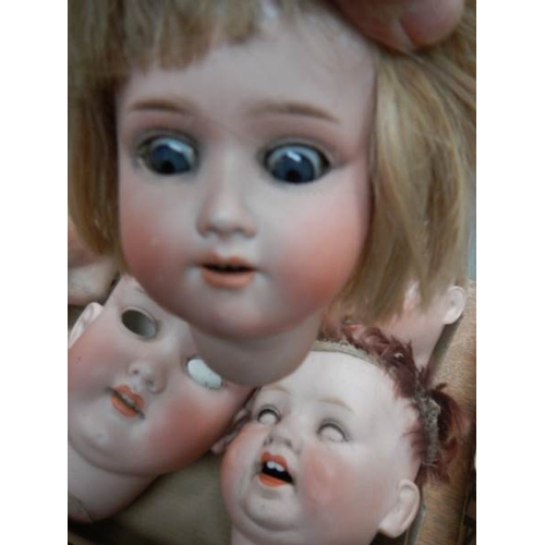 812 - 4 large Victorian dolls heads.