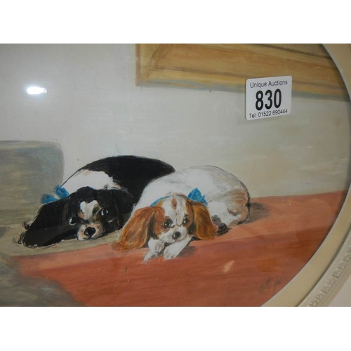 830 - An original watercolour of a Cavalier King Charles spaniel in an oval frame.