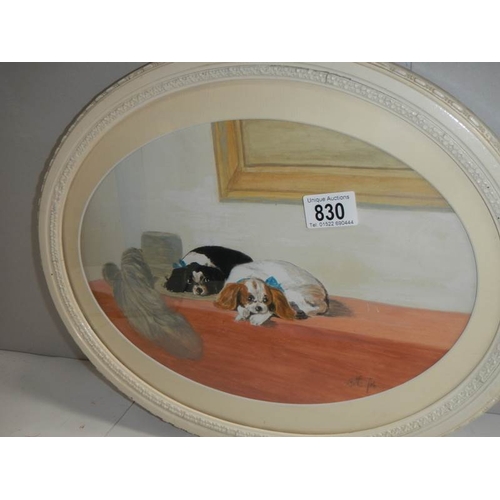 830 - An original watercolour of a Cavalier King Charles spaniel in an oval frame.