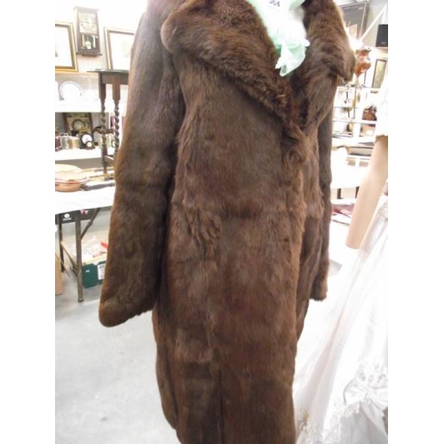 564 - A coney fur coat, size unknown. (in good condition).