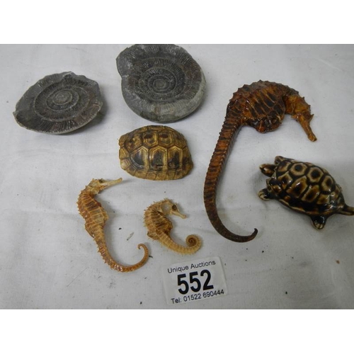 552 - A mixed lot including antique dried taxidermy sea horses, tortoise shell and old fossil.