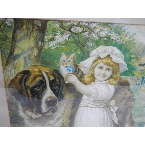 673 - A framed and glazed print of a young girl with a St. Bernard dog.