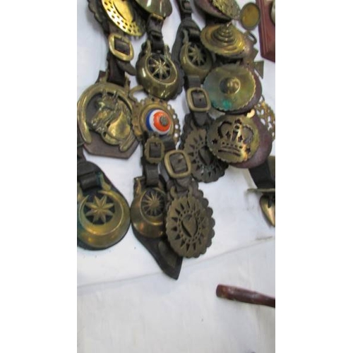 1265 - A good lot of martingales with brass and some loose horse brasses.