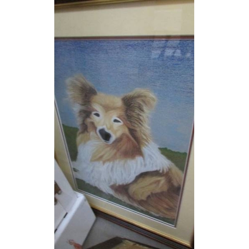 1396 - 5 framed and glazed prints of dogs including collie, Golden Retriever, Fox Terrier etc.,