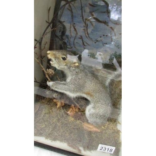 2318 - Taxidermy - a cased Victorian/Edwardian grey squirrel.