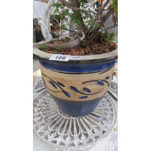 166 - A garden plant in pot. (Collect only)