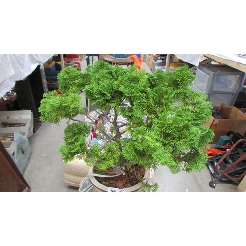 166 - A garden plant in pot. (Collect only)