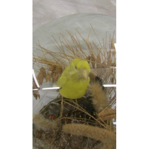 2256 - A Victorian taxidermy canary under glass dome, height 27cm, (Collect only)