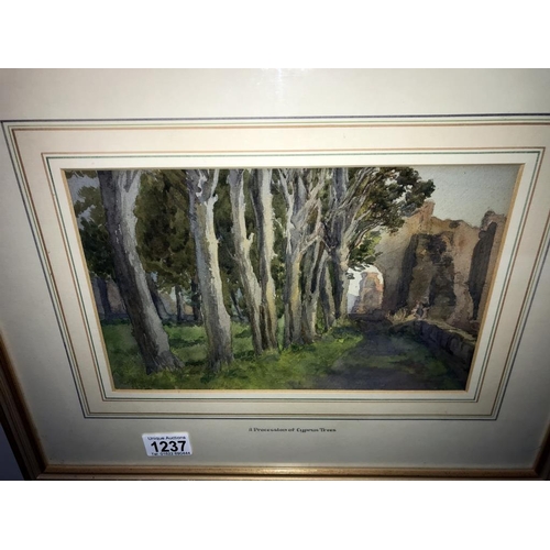 1237 - A framed & glazed R. H. Traim? 1930's watercolour, title A procession of Cyprus trees in Italianate ... 