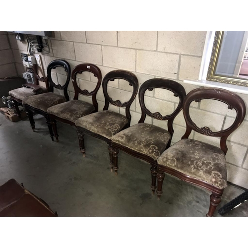 1503 - A set of 6 Victorian balloon back dining chairs