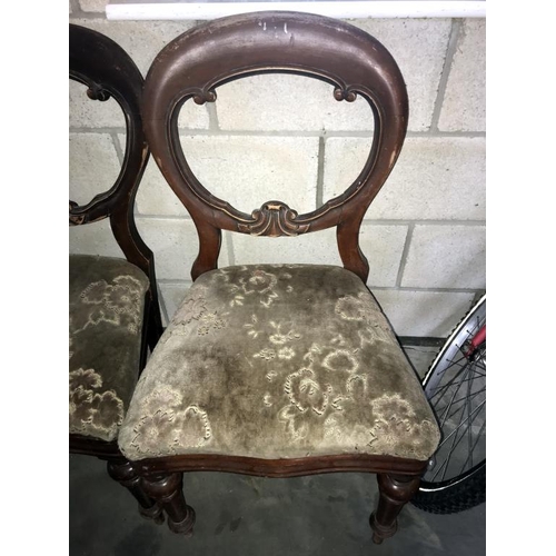 1503 - A set of 6 Victorian balloon back dining chairs