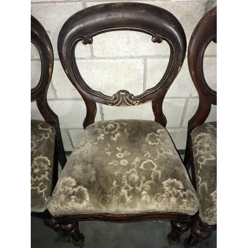 1503 - A set of 6 Victorian balloon back dining chairs