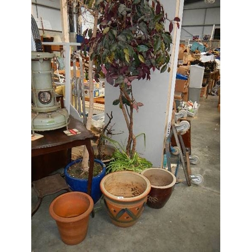 176 - A quantity of plants and plant pots. (collect only)