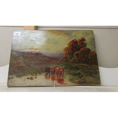 2511 - An unframed oil on canvas depicting highland cattle, initialed A P.