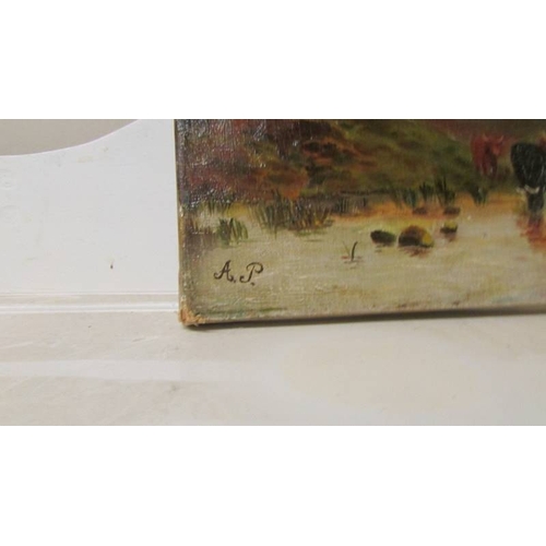 2511 - An unframed oil on canvas depicting highland cattle, initialed A P.