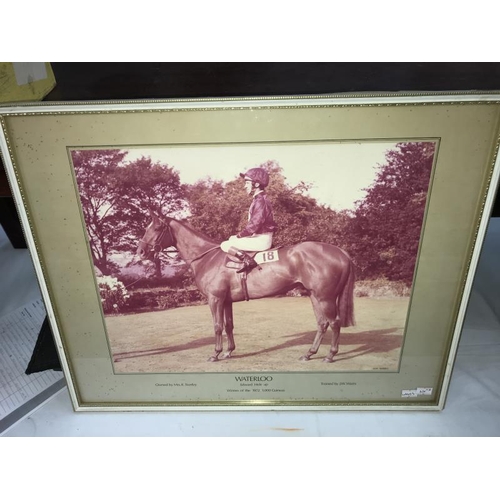 30 - 7 pictures of famous race horses including Frankie Detorri etc.  COLLECT ONLY