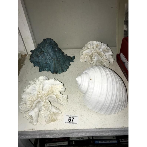 67 - 2 beach shells and 2 pieces of coral