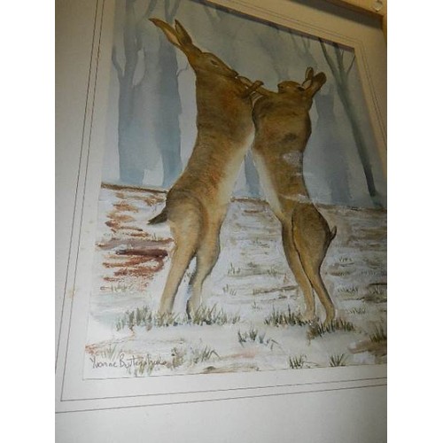 572 - A framed and glazed watercolour depicting fighting hares, signed.