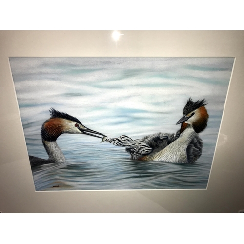 122 - A framed watercolour of birds, (image 40cm x 30cm -= frame 77cm x 57cm) (COLLECT ONLY)