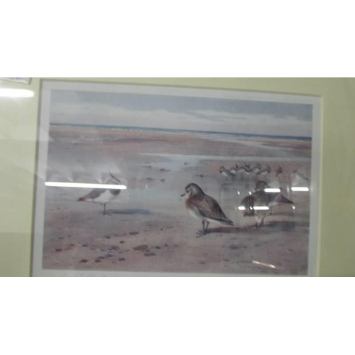 1379 - Archibald Thorburn (1860-1935) Pencil signed print entitled 'Plover' published by Baird Carter Londo... 