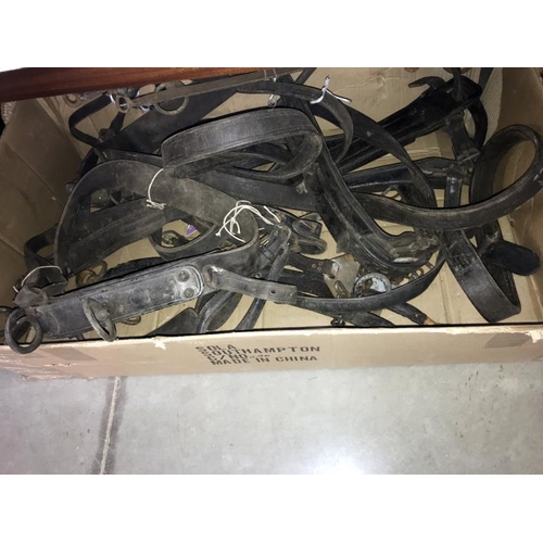 446 - A large quantity of 19th/20th century heavy horse harnesses including blinkers & Hames etc.