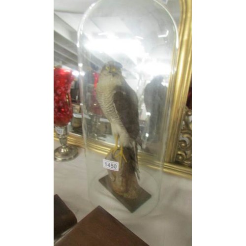 1450 - Victorian taxidermy - a sparrow hawk under dome (no base).  COLLECT ONLY.